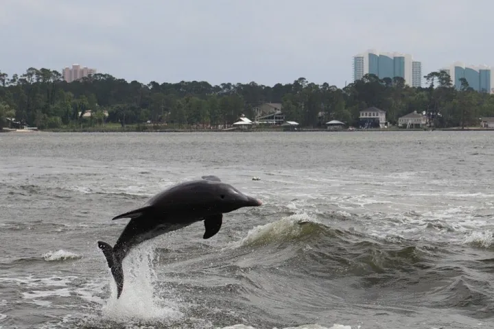 a dolphin riding a wave on a body of water