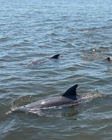 Orange Beach Dolphin Cruises | Cetacean Cruises