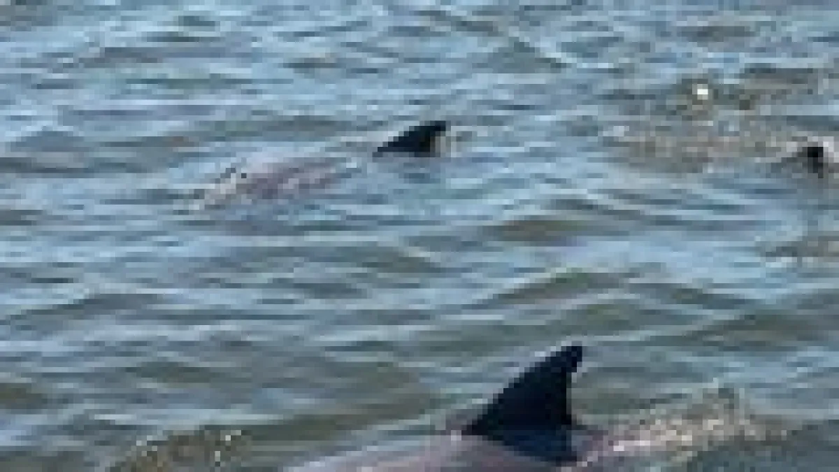 a dog swimming in a body of water