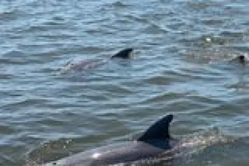 a dog swimming in a body of water
