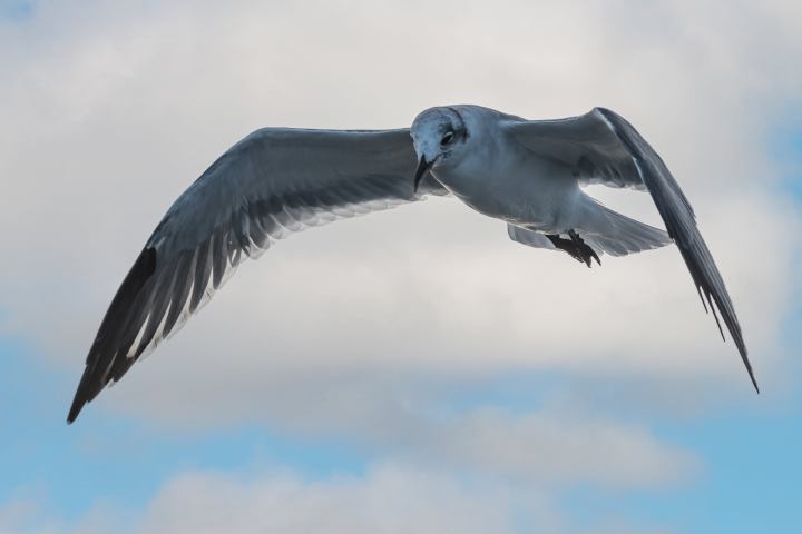 a close up of a bird flying in the air