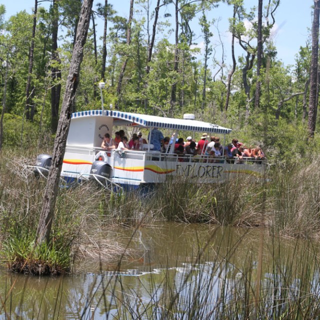 cetacean cruises gulf shores