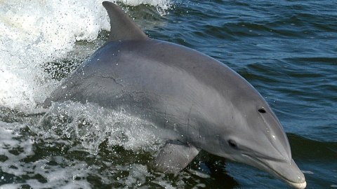 Dolphin