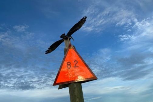 a bird flying over a body of water