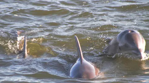 a dog swimming in a body of water