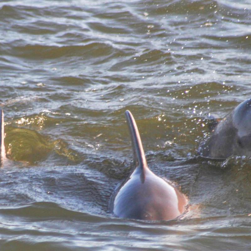 a dog swimming in a body of water