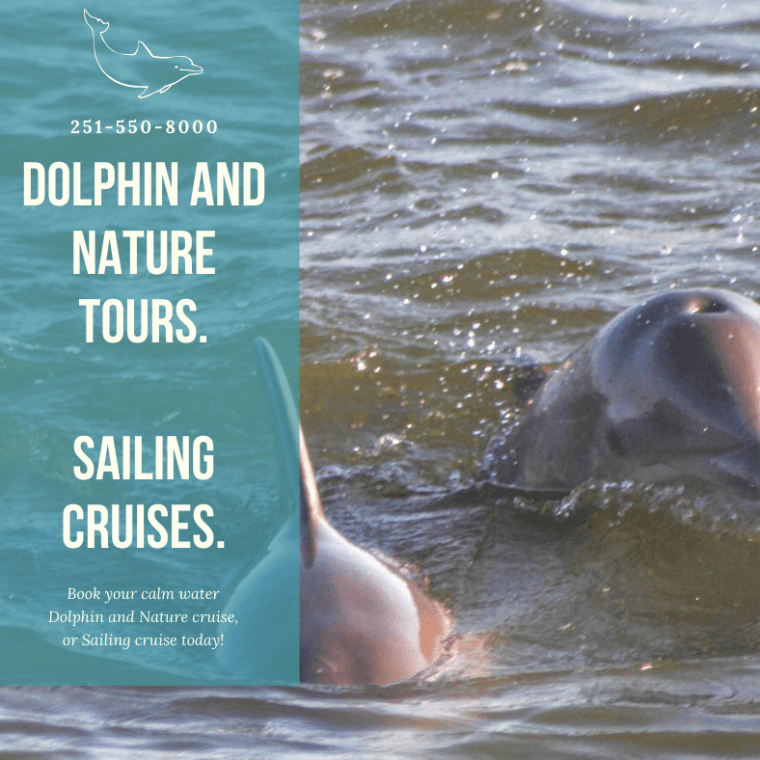 a dolphin swimming in a body of water