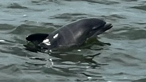 an animal swimming in the water