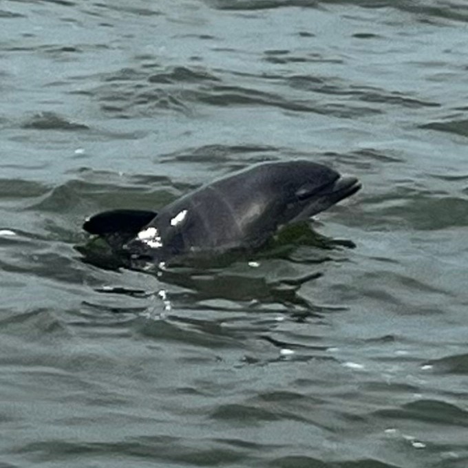 an animal swimming in the water