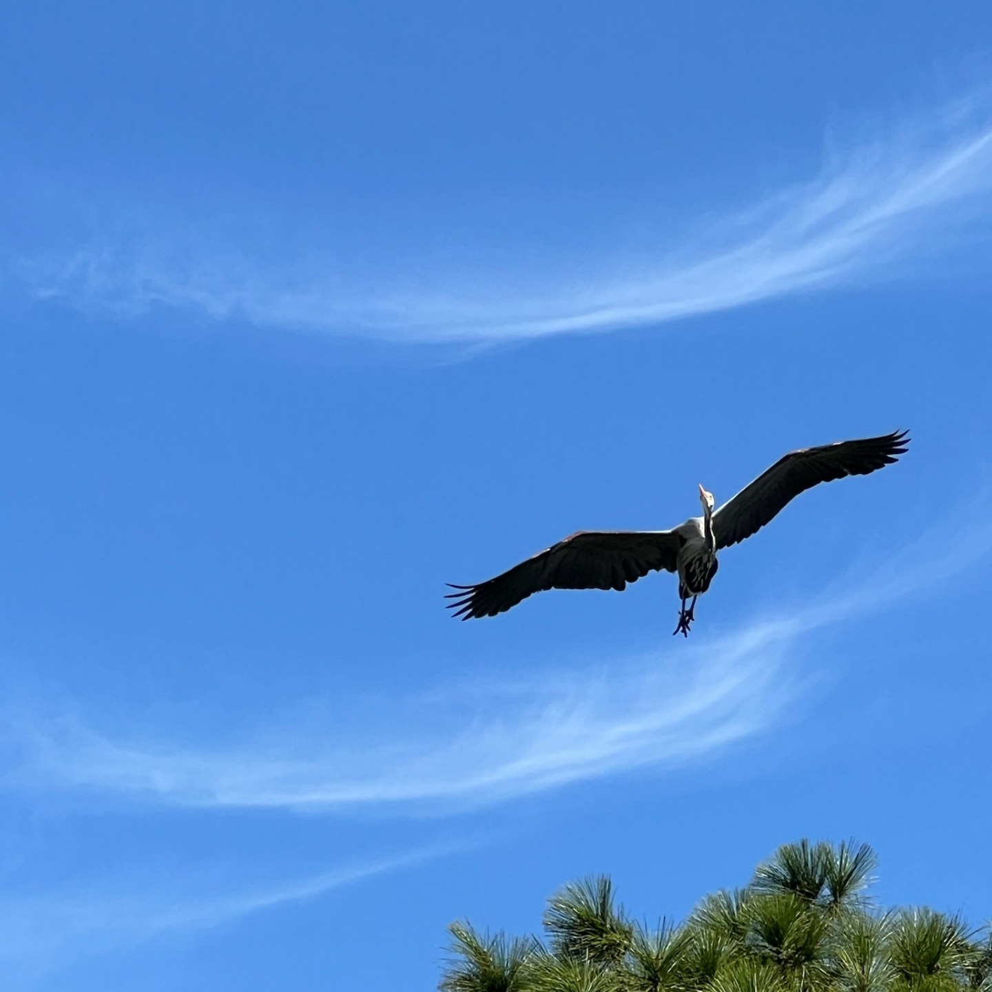 a bird flying in the sky