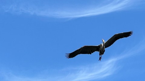 a bird flying in the sky