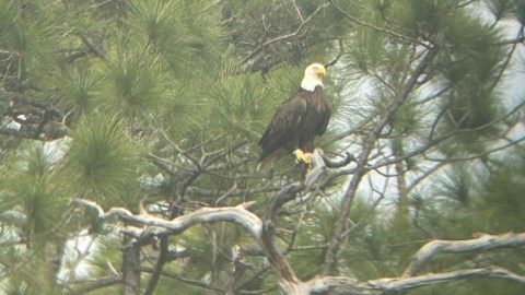 a bird perched on a tree branch