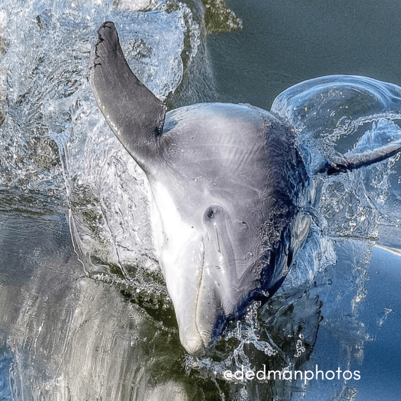 an dolphin swimming in the water