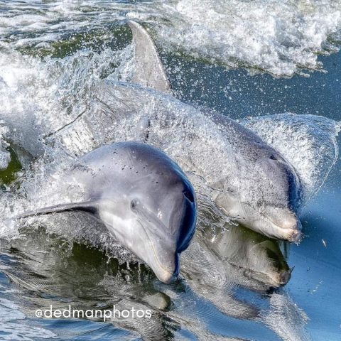 dolphin and dolphin calf