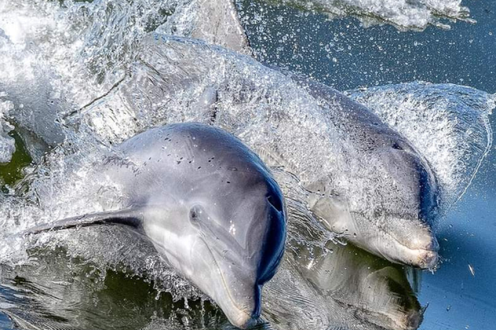 dolphin and dolphin calf