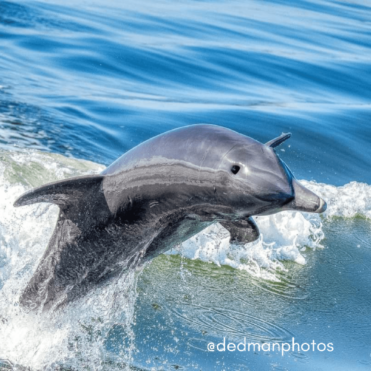 a dolphin swimming in a body of water