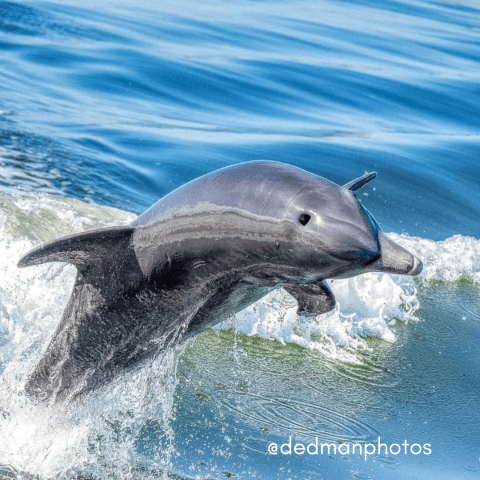 a dolphin swimming in a body of water