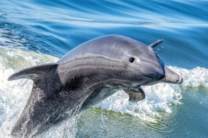 a dolphin swimming in a body of water